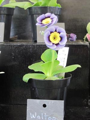 Fête des plantes : quelques envies vertes pour courir à Saint Jean de Beauregard