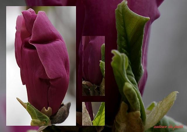 JARDIN DES PLANTES JARDIN DES PLANTES