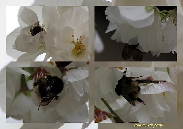 JARDIN DES PLANTES JARDIN DES PLANTES