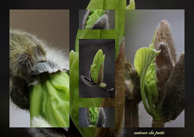 JARDIN DES PLANTES JARDIN DES PLANTES