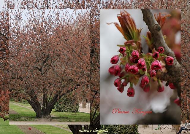 JARDIN DES PLANTES JARDIN DES PLANTES