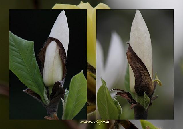 JARDIN DES PLANTES JARDIN DES PLANTES