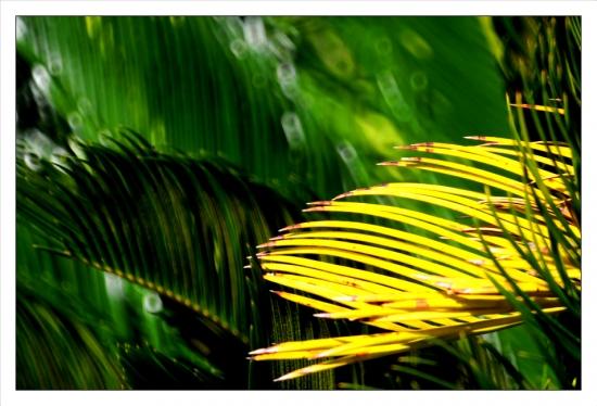 Photos de mars Jardin des Plantes