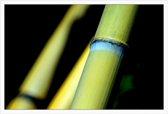 Photos de mars Jardin des Plantes