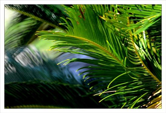 Photos de mars Jardin des Plantes