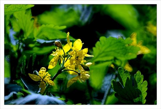 Photos de mars Jardin des Plantes