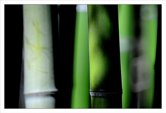 Photos de mars Jardin des Plantes