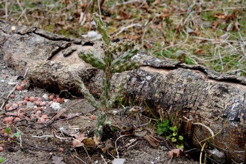 Opuntia spinosior jardin