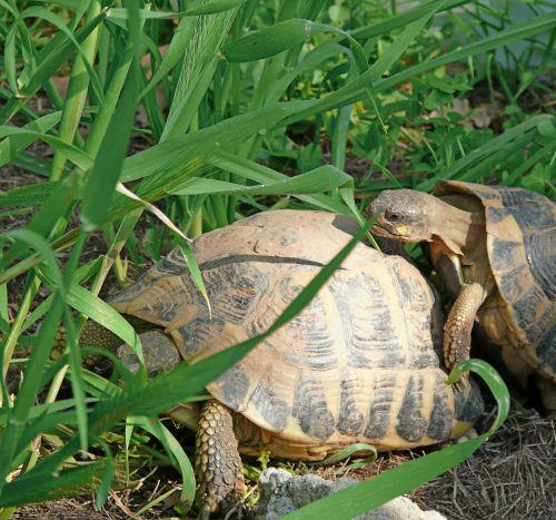 Préparation des potager, bassins et jardin d'agrément avec l'arrivée des beaux jours : journal du 2 avril 2011 Préparation des potager, bassins et jardin d'agrément avec l'arrivée des beaux jours : journal du 2 avril 2011