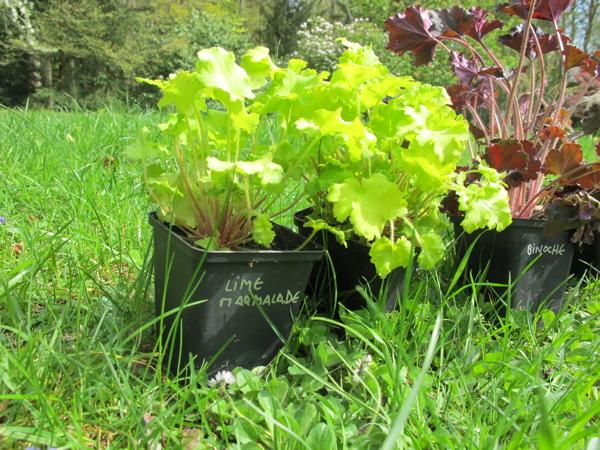 IMG_3396 Nature sous acide ….