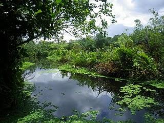 Quelques endroits (encore) naturels à Singapour