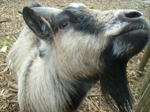 La faune en métropole lilloise La faune en métropole lilloise