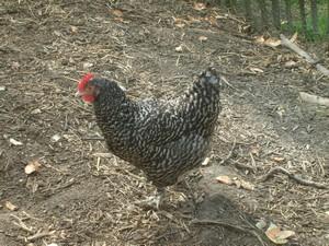 La faune en métropole lilloise La faune en métropole lilloise