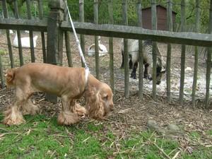 La faune en métropole lilloise La faune en métropole lilloise