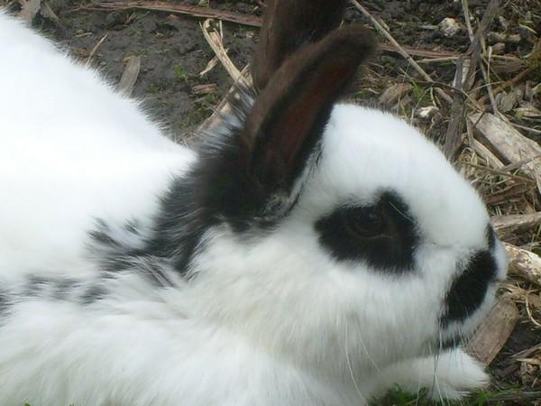 La faune en métropole lilloise La faune en métropole lilloise