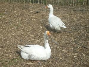 La faune en métropole lilloise La faune en métropole lilloise