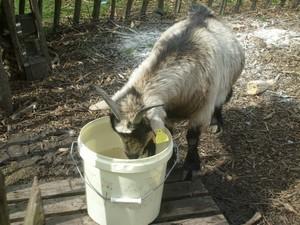 La faune en métropole lilloise La faune en métropole lilloise