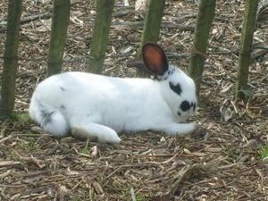 La faune en métropole lilloise La faune en métropole lilloise