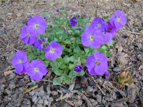 IF Elles sont à môa !