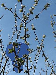 Plantes et Fleurs projet2