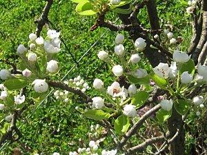 Plantes et Fleurs projet4