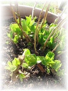 Plantes et Fleurs projet 15