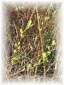 Plantes et Fleurs projet 13