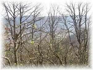 Plantes et Fleurs projet6