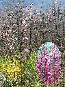 Plantes et Fleurs projet11