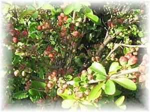 Plantes et Fleurs projet 17