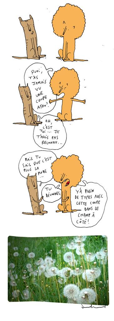 afropissenlit.jpg