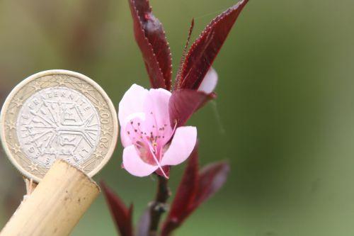 Prunus persica jardin