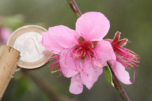 Prunus persica jardin