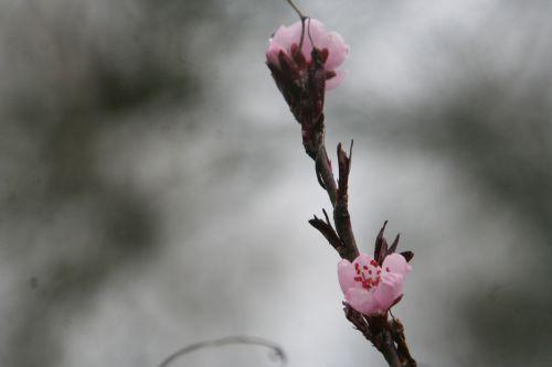 Prunus persica jardin