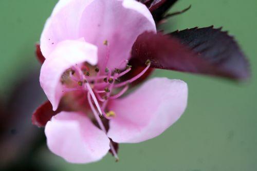 Prunus persica jardin