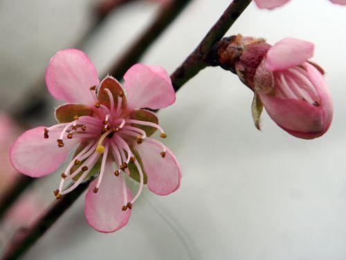 Prunus persica jardin