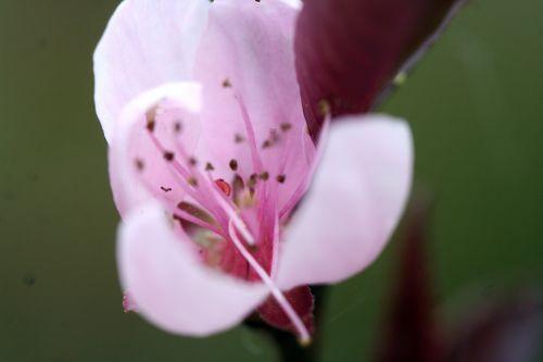 Prunus persica jardin