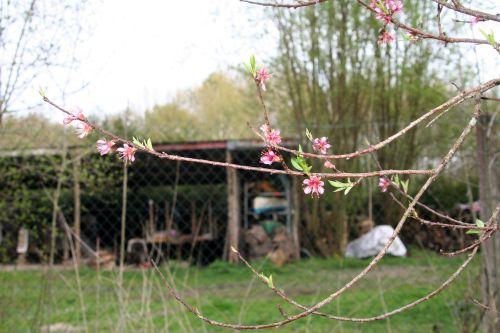 Prunus persica jardin