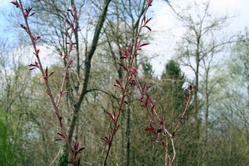 Prunus persica jardin