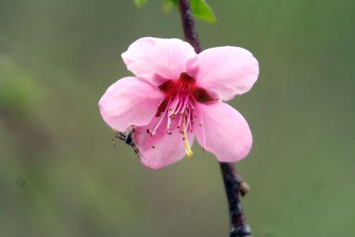 Prunus persica jardin