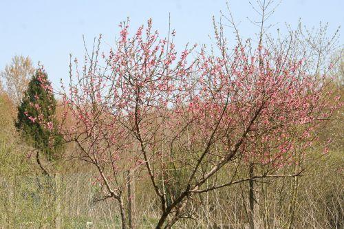 Prunus persica jardin
