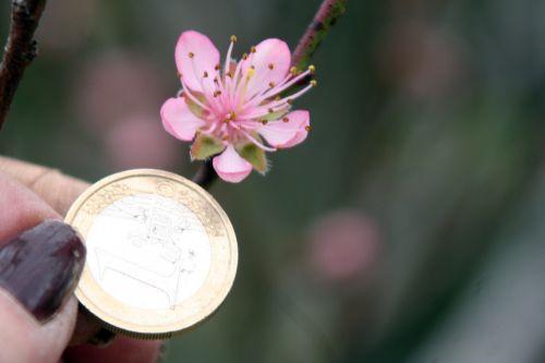 Prunus persica jardin