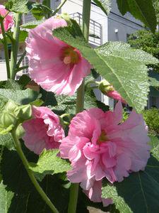 Japon_2010_1_675