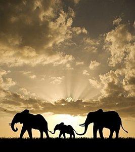 elephants - bonus