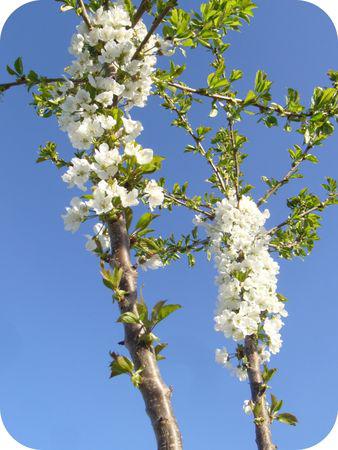 Le ptit défi du 7 : les petites fleurs Sans_titre9