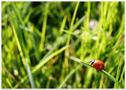 SONY DSC coccinelle ladybird