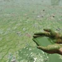 Des algues vertes pour décontaminer Fukushima ?