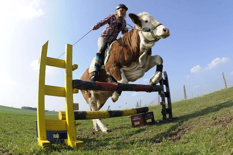 Luna est une vache qui fait du jumping ! Faute de moyens financiers pour s’acheter un cheval, cette jeune bavaroise de 15 ans a dressé sa vache au saut d'obstacles afin d’assouvir sa passion. A force d’entrainements et de récompenses offertes au bovidé, le pari est gagné !
