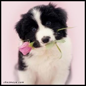 JEUNE FILLE ENTRE 11 ET 14 A4S RECHERCHEE.... image