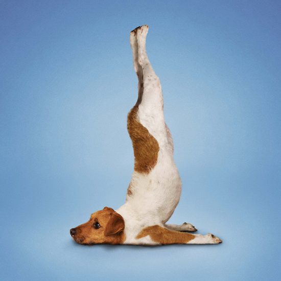 Yoga by Dan Borris